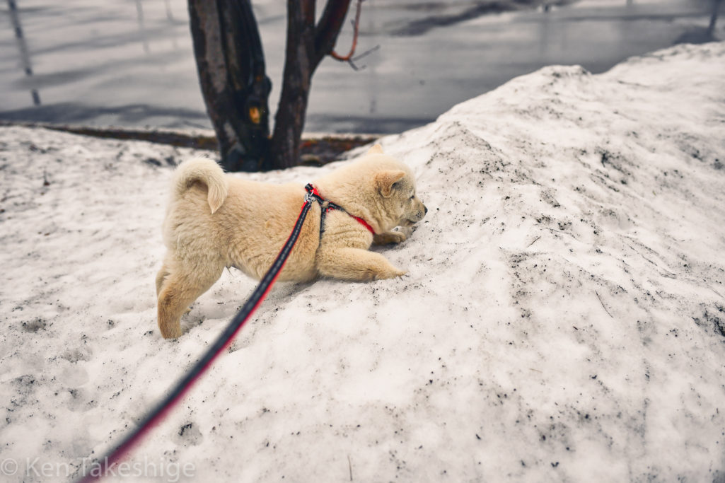 雪を駆けるアイヌ犬