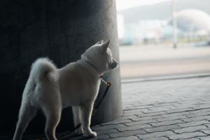 アイヌ犬（北海道犬）イチ